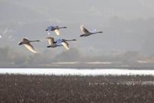 주남저수지 의 철새들 - 팝코넷 | 포토 갤러리 주남저수지 의 철새들