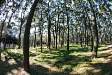 울산 대왕암공원 - 팝코넷 | 포토 갤러리 울산 대왕암공원
