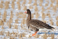 쇠기러기 - 팝코넷 | 포토 갤러리 쇠기러기