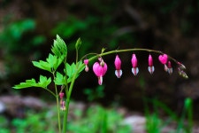 어느 산골 야생화 - 팝코넷 | 포토 갤러리 어느 산골 야생화