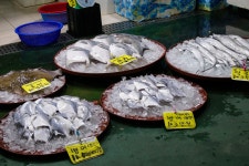 대명항 - 팝코넷 | 포토 갤러리 대명항