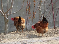 마실나온 닭 - 팝코넷 | 포토 갤러리 마실나온 닭