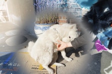 사모예드 - 팝코넷 | 포토 갤러리 사모예드