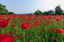 꽃양귀비 만발한 물의정원 - 팝코넷 | 포토 갤러리 꽃양귀비 만발한 물의정원