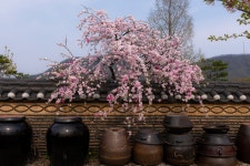 담장 넘어로.... - 팝코넷 | 포토 갤러리 담장 넘어로....