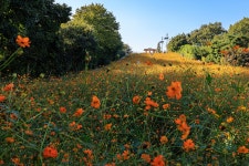 황금빛 들꽃마루 - 팝코넷 | 포토 갤러리 황금빛 들꽃마루