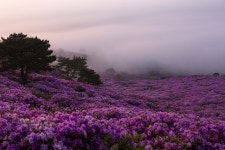 천상하원 - 팝코넷 | 포토 갤러리 천상하원