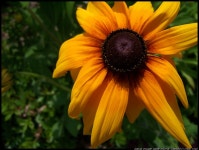 [DX-6490] 아름다운 루드베키아... - 팝코넷 | 포토 갤러리 [DX-6490] 아름다운 루드베키아...