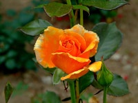 금강자연휴양림 다녀왔어요...2 - 팝코넷 | 포토 갤러리 금강자연휴양림 다녀왔어요...2