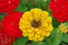 오늘 화원동산에 갔었습니다. - 팝코넷 | 포토 갤러리 오늘 화원동산에 갔었습니다.