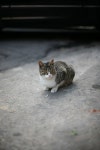도둑. 고냥이... - 팝코넷 | 포토 갤러리 도둑. 고냥이...