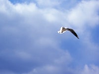 뿌산깔매기~ - 팝코넷 | 포토 갤러리 뿌산깔매기~