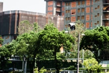 [A7m2 + 삼양 135mm] 수동렌즈로 찍어 본 새들입니다. - 삼양 Talk [A7m2 + 삼양 135mm] 수동렌즈로 찍어 본 새들입니다.