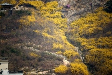 봄날의 안산 둘레길 - 삼양 Talk 봄날의 안산 둘레길