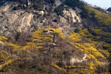 봄날의 안산 둘레길 - 삼양 Talk 봄날의 안산 둘레길