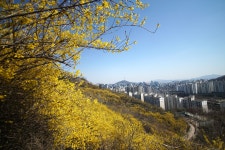 봄날의 안산 둘레길 - 삼양 Talk 봄날의 안산 둘레길