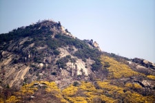 봄날의 안산 둘레길 - 삼양 Talk 봄날의 안산 둘레길