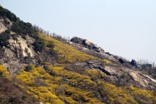 봄날의 안산 둘레길 - 삼양 Talk 봄날의 안산 둘레길