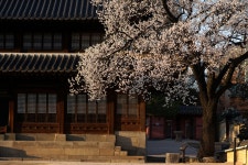 덕수궁 살구나무.. - 삼양 Talk 덕수궁 살구나무..