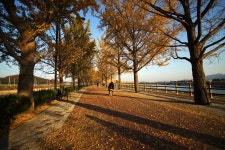 아산 곡교천 - 삼양 Talk 아산 곡교천