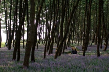 장항 송림산림욕장 맥문동 - 삼양 Talk 장항 송림산림욕장 맥문동