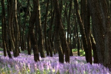 장항 송림산림욕장 맥문동 - 삼양 Talk 장항 송림산림욕장 맥문동