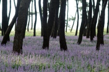 장항 송림산림욕장 맥문동 - 삼양 Talk 장항 송림산림욕장 맥문동