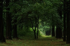 숲속에 비가 내리면... - 삼양 Talk 숲속에 비가 내리면...
