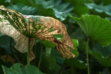 능내리 여름 - 삼양 Talk 능내리 여름