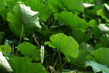 능내리 여름 - 삼양 Talk 능내리 여름