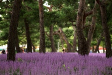 올림픽공원 맥문동 - 삼양 Talk 올림픽공원 맥문동