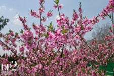 봄을 기다리며 - 시그마 Talk 봄을 기다리며