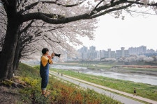 [dp1q] 안양천 벚꽃길 - 시그마 Talk [dp1q] 안양천 벚꽃길