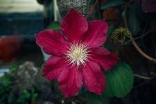 [DP1Q] 남의 화단의 꽃.. - 시그마 Talk [DP1Q] 남의 화단의 꽃..