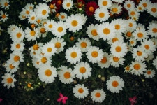 [DP1Q] 남의 화단의 꽃.. - 시그마 Talk [DP1Q] 남의 화단의 꽃..