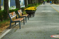 렌즈 테스트 1. 때이른 은행나무길. - 시그마 Talk 렌즈 테스트 1.  때이른 은행나무길.