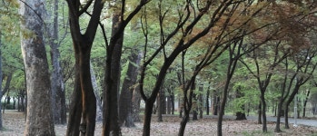 양재시민의 숲 소경 - 스나이퍼님께 조공 - 시그마 Talk 양재시민의 숲 소경 - 스나이퍼님께 조공