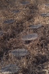 갯골생태공원2 - 시그마 Talk 갯골생태공원2