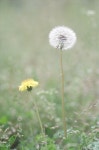 [660C] 수목원의 꽃 - 시그마 Talk [660C] 수목원의 꽃