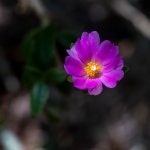S1R) 꽃 사진 - 시그마 Talk S1R) 꽃 사진