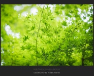 9주간 사용한 FE렌즈 종합 리뷰 입니다. - 체험단사용기 9주간 사용한 FE렌즈 종합 리뷰 입니다.