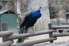 프리스티지 컴팩트 디지털 카메라, 파나소닉 루믹스 LX10 Review - 체험단사용기 프리스티지 컴팩트 디지털 ... 