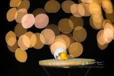 [삼양] SAMYANG Premium XP 85mm F1.2 리뷰 No.2 빛망울 - 체험단사용기 [삼양] SAMYANG Premium XP 85mm F1.2 리뷰 No.2 빛망울