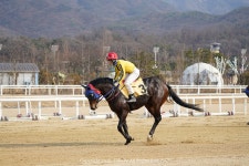 [A7R3 스포츠 체험단 ]#4 소니 A7R3와 경마장으로- 과천 경마장에서 경주마 담기 - 체험단사용기 [A7R3 스포츠 체험단 ]#4 소니 A7R3와... 