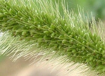 Z-1000 / T5 / G530 (원본 크롭 비교) - 기타 Z-1000 / T5 / G530 (원본 크롭 비교)