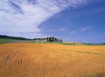 구름낀 하늘과 논 포토 다운 - 니즈폼 파워포인트