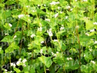 꽃과 나비 포토 다운 - 니즈폼 파워포인트