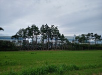 추팔산업단지 | 미세먼지차단숲 | 사업지 소개 | 평택시 도시숲