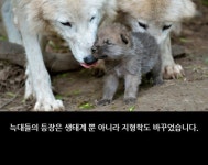 인간이 자연에 미치는 영향. - 유머방 - 뀨잉