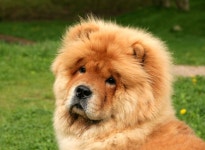 Fascinating Dog Breed Name Origins | Readers Digest 11 Beloved Dog Breeds and the Fascinating Origins of Their Names